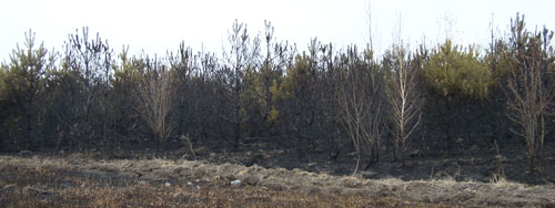 Лісова пожежа поблизу Ватажкового