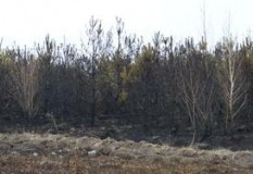 Лісова пожежа поблизу Ватажкового